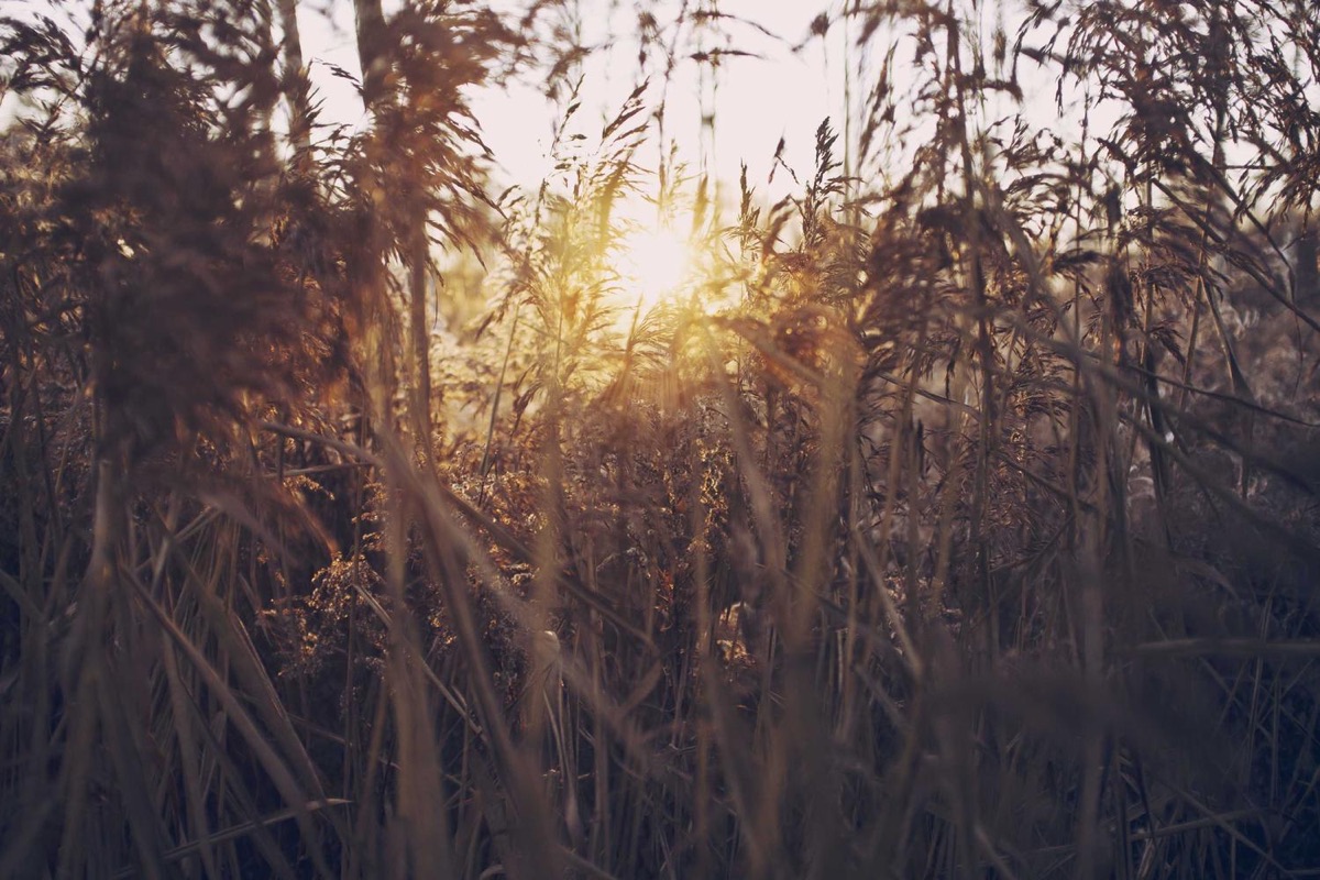Sun low behind tall dry grass.